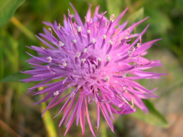 Centaurea?